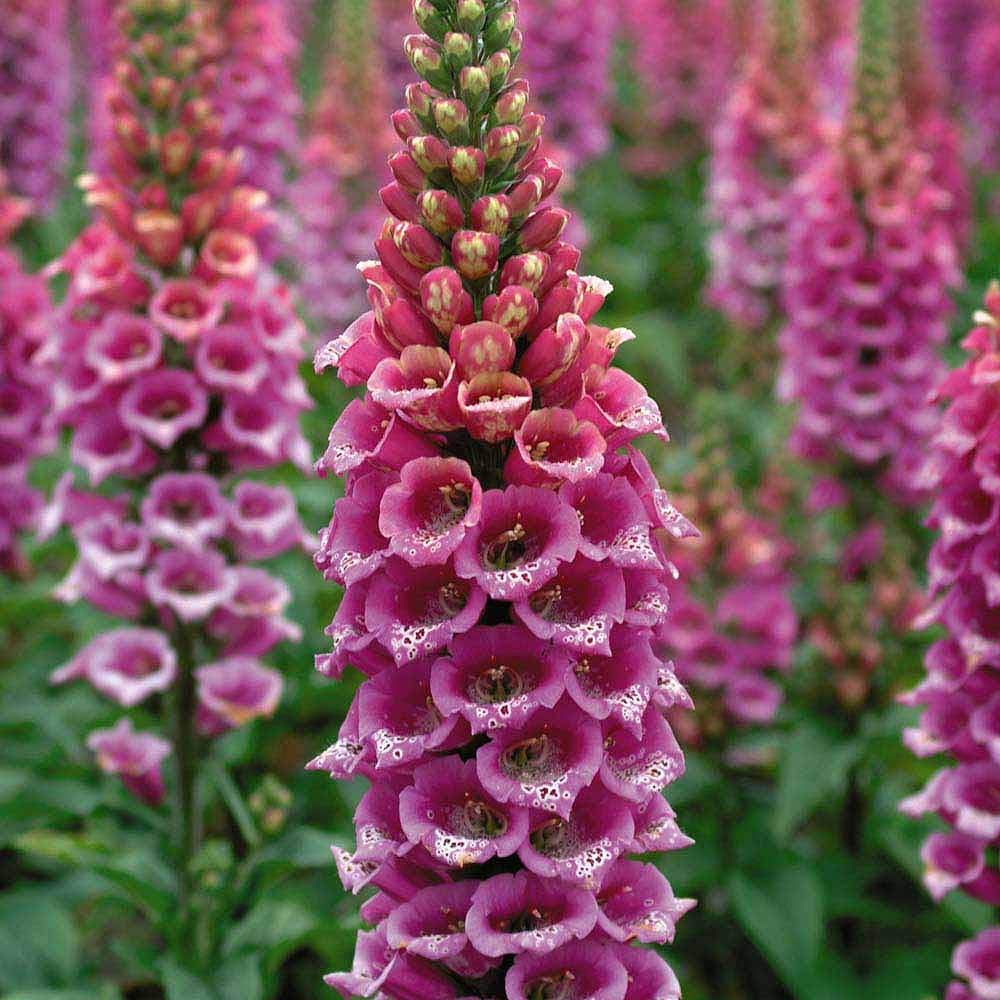 Fritillaria (flower Fritillaria meleagris) for planting in garden